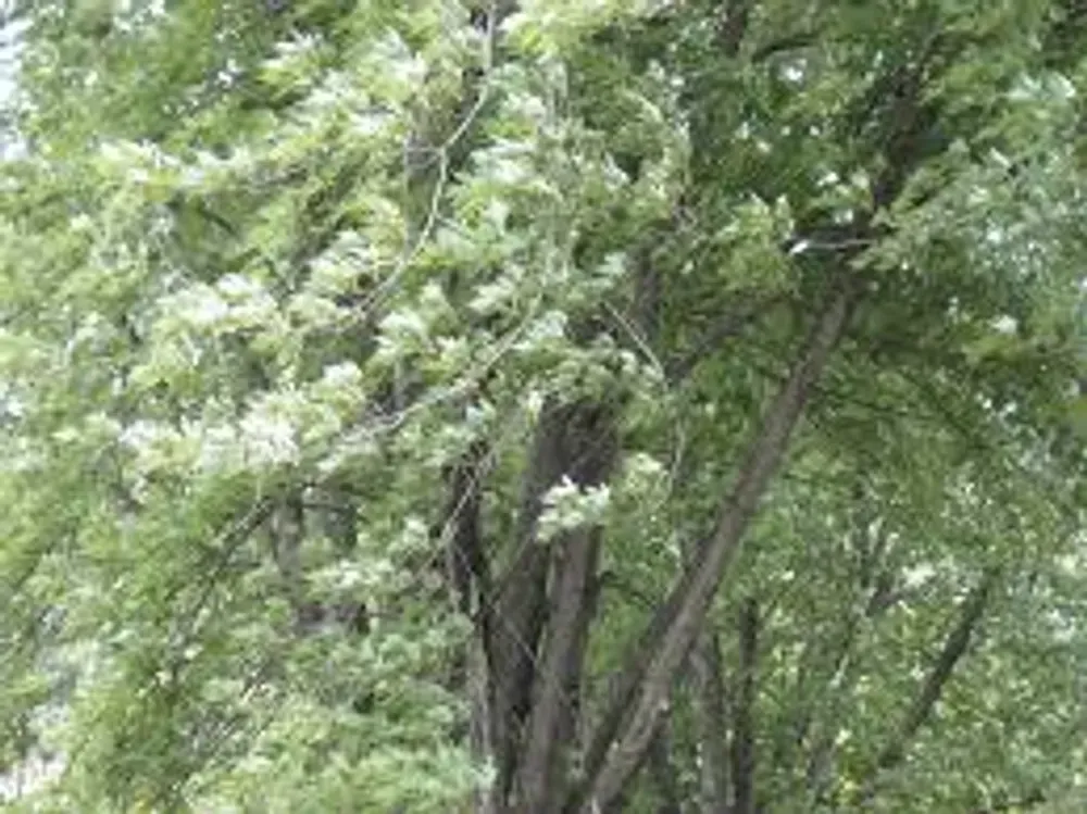 silver maple tree