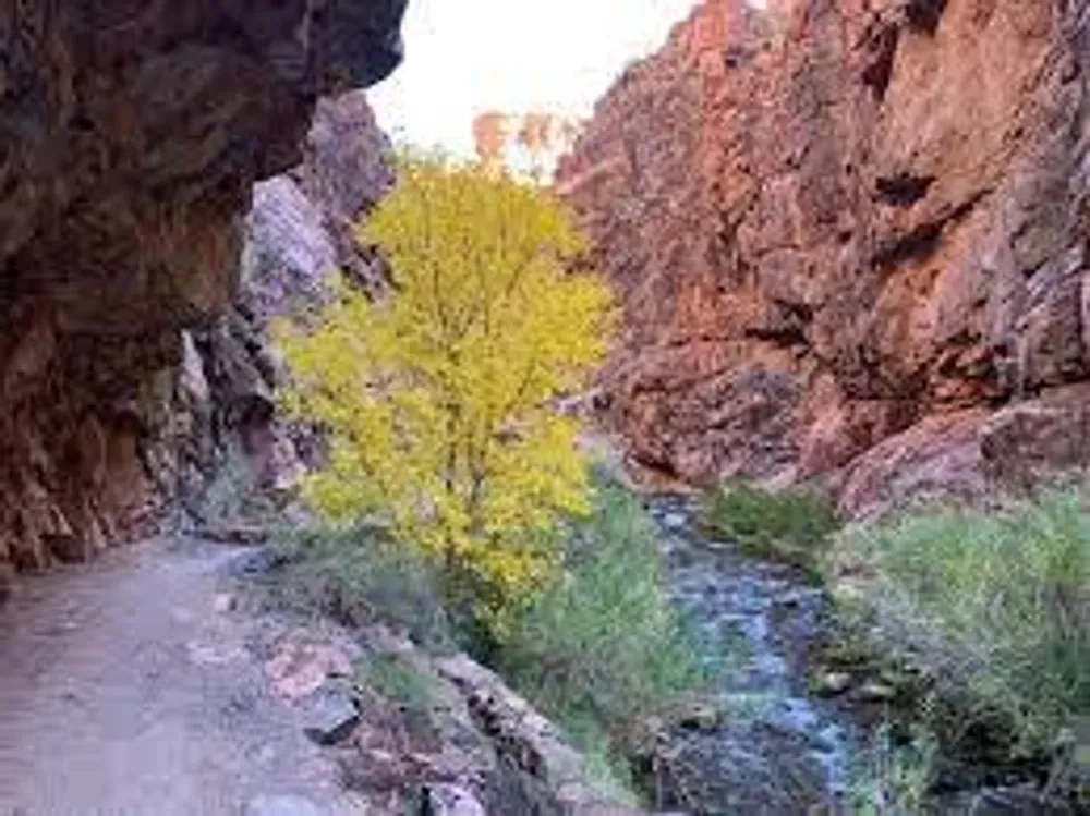 box elder tree