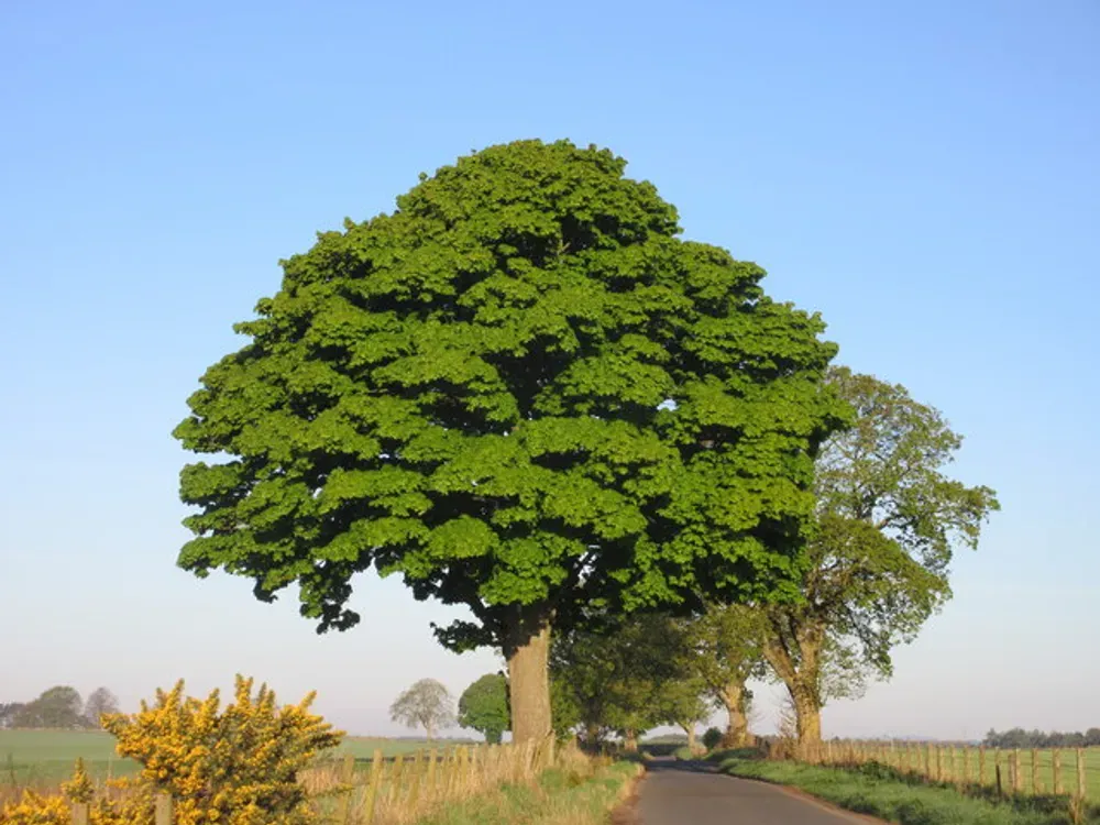 lovely sycamore tree