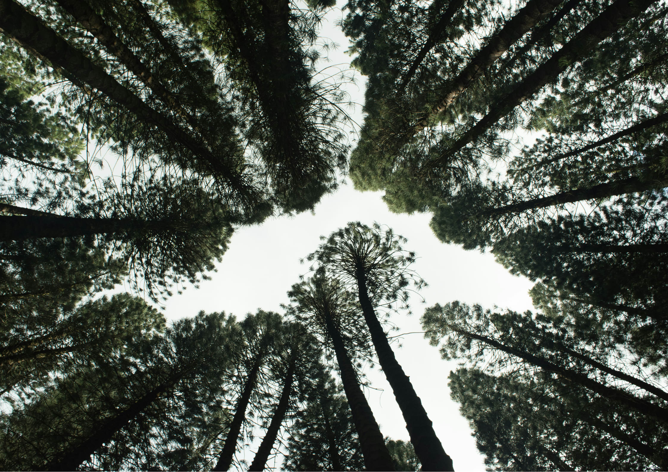 Upward shot of trees in the forest