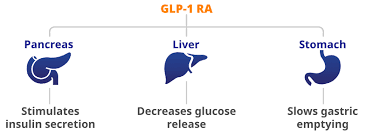 Graphic shows how Rybelsus stimulates insulin secretion, decreases glucose release, and slows gastric emptying to promote weight loss