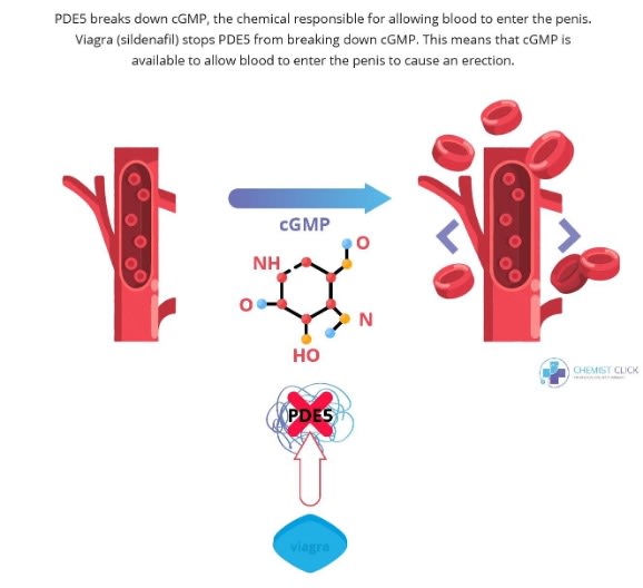 Flowchart showing how Viagra blocks PDE5 to enable an erection