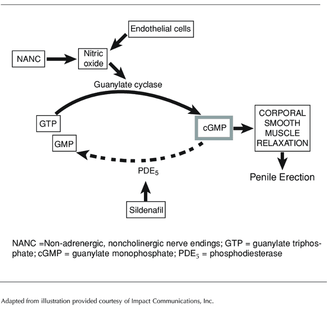 Flowchart showing the mechanism of sildenafil in the body