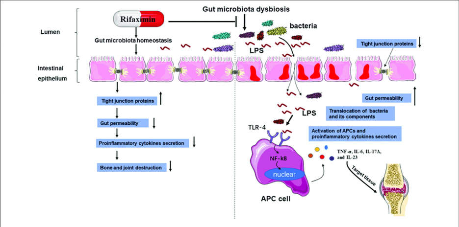 Diagram showing Xifaxan