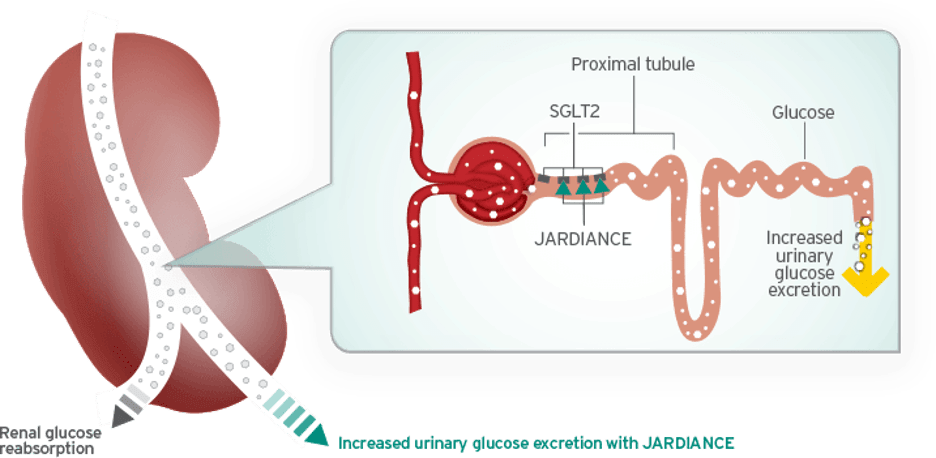 Graphic showing how Jardiance works to inhibit SGLT2 and promote the excretion of glucose through the urine