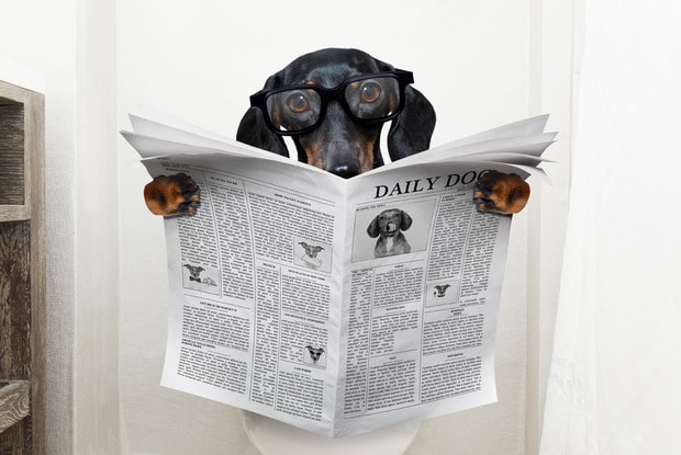 a dog reading the newspaper on a toilet seat