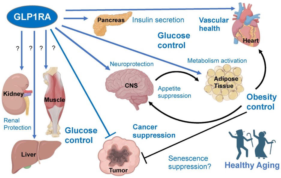 flowchart diagram showing the various health benefits of GLP-1 receptor agonists