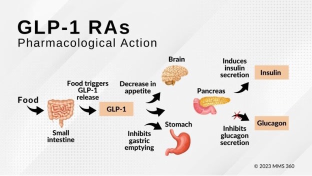 a diagram showing the GLP-1 receptor agonist mechanism of action