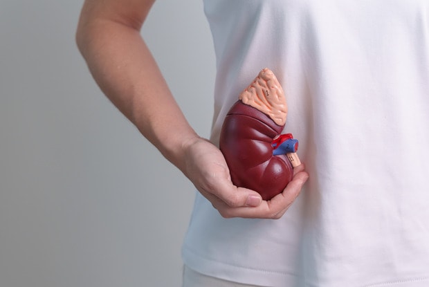 model of a kidney