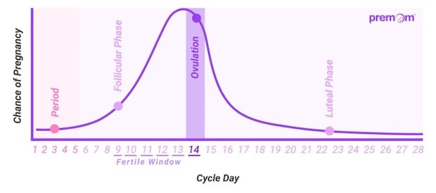 Bell chart showing the likelihood of conception throughout a woman’s menstrual cycle.