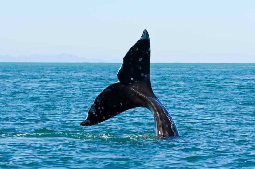 guerrero negro