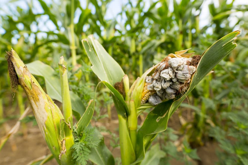 huitlacoche mexican foods