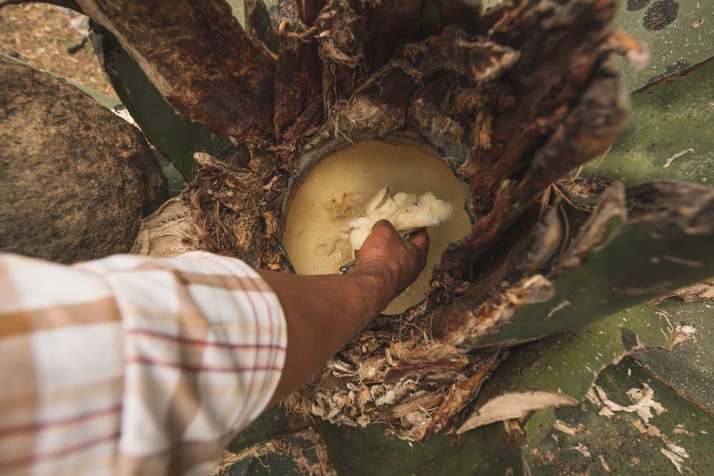 pulque