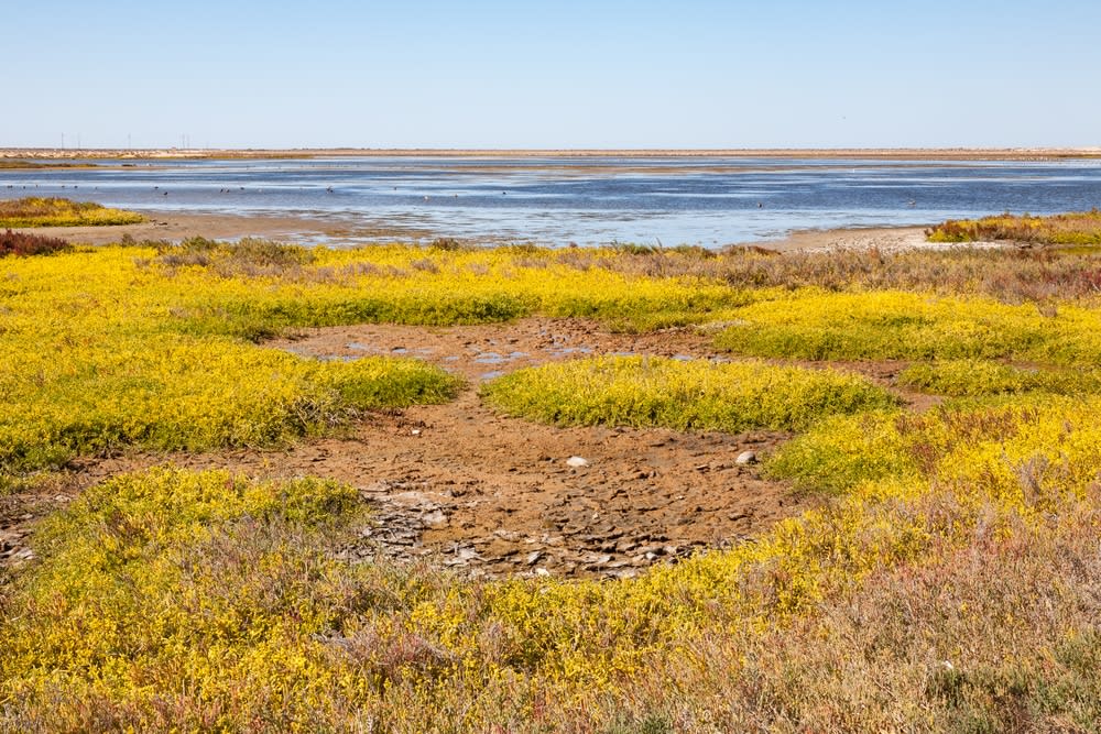 guerrero negro