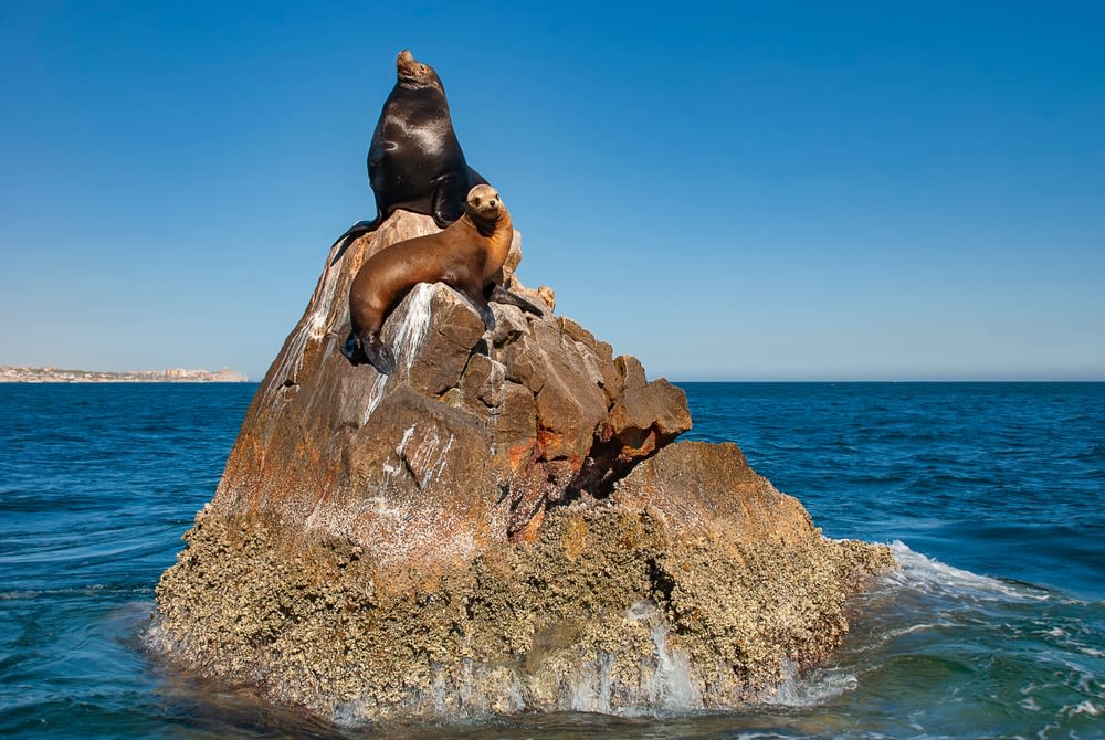guerrero negro mexico