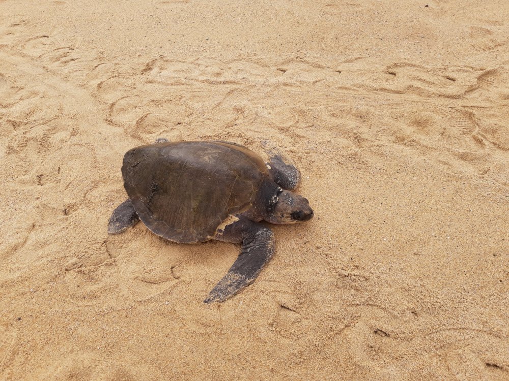 michoacan beaches