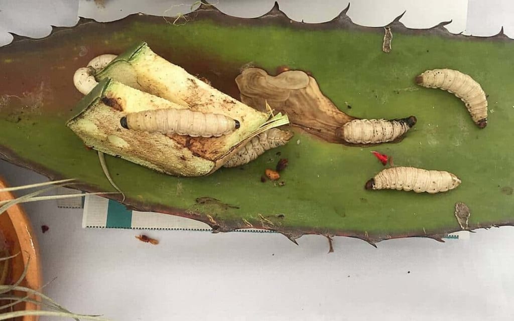 maguey worms
