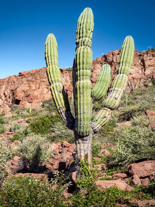 la ventana desert