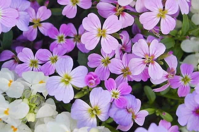 flowers
