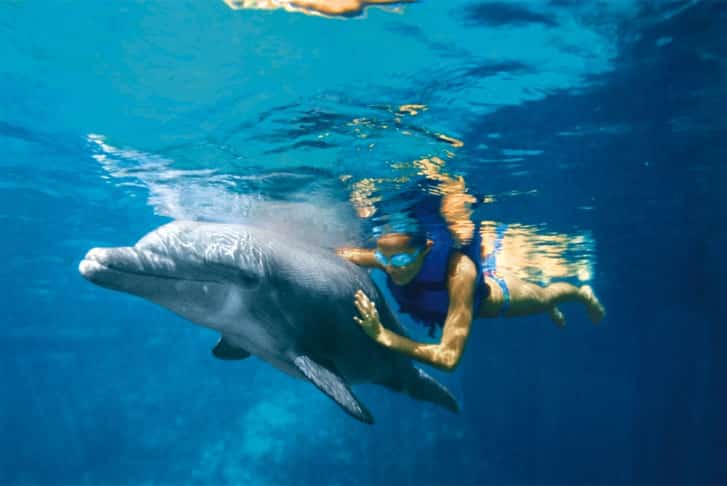 cancun dolphins