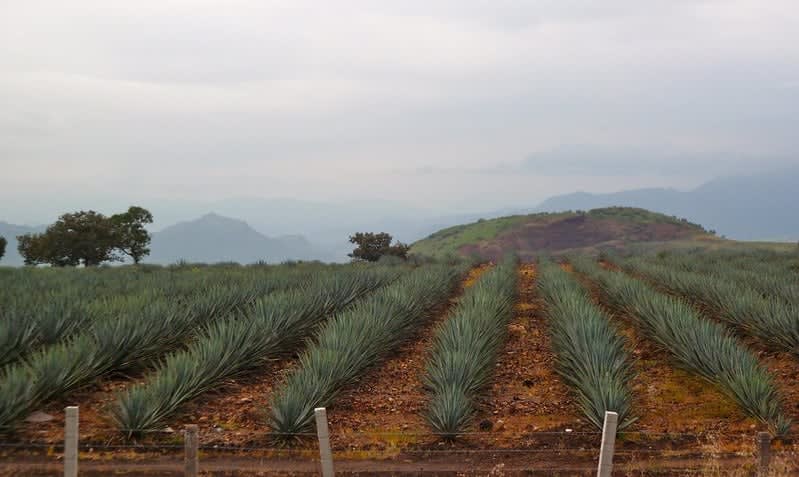 mexican drinks