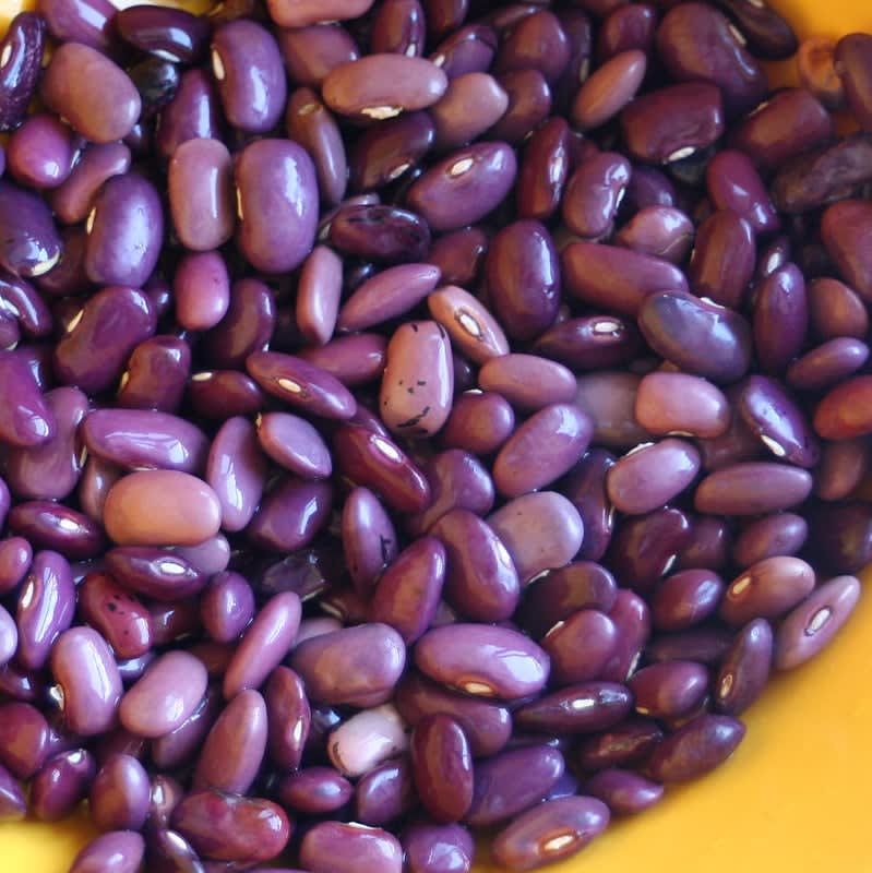 ayocote beans