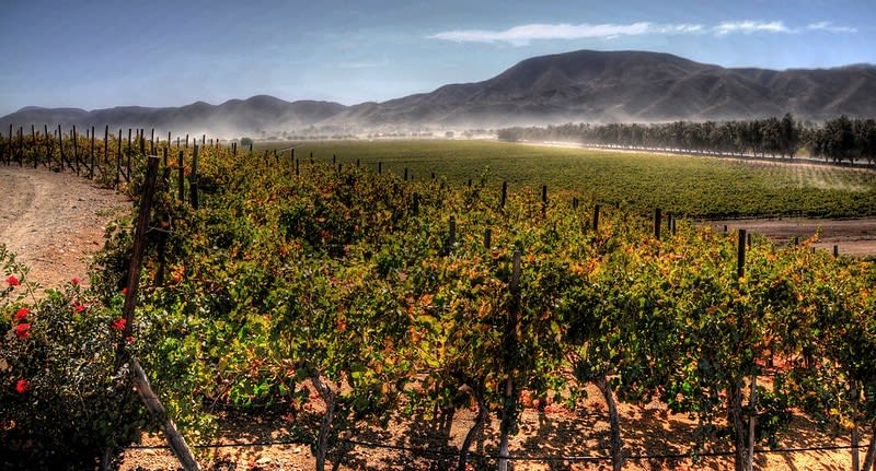 best wineries valle guadalupe