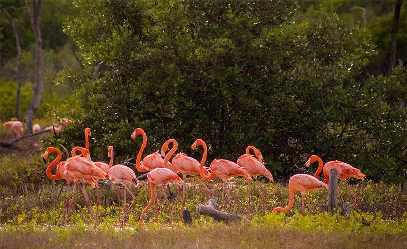 flamingos