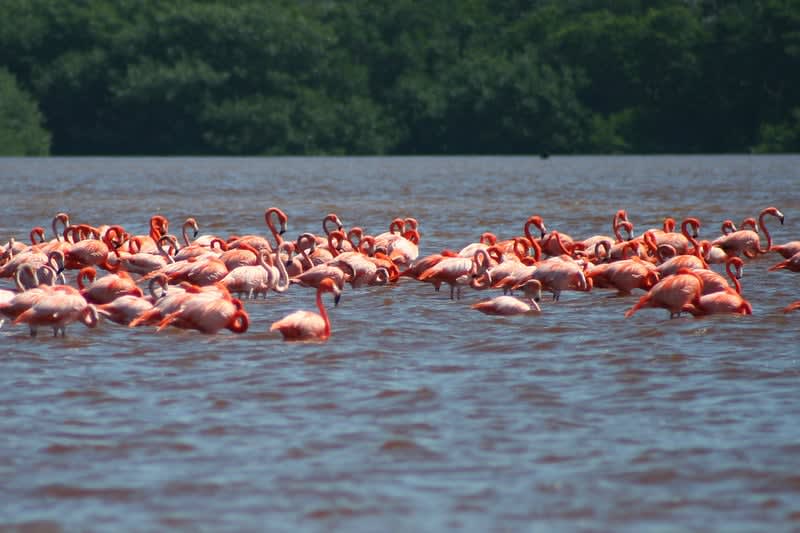 rio celestun