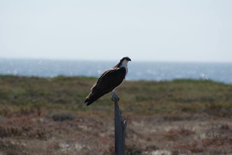 guerrero negro
