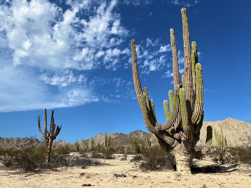 mexicali baja california mexico