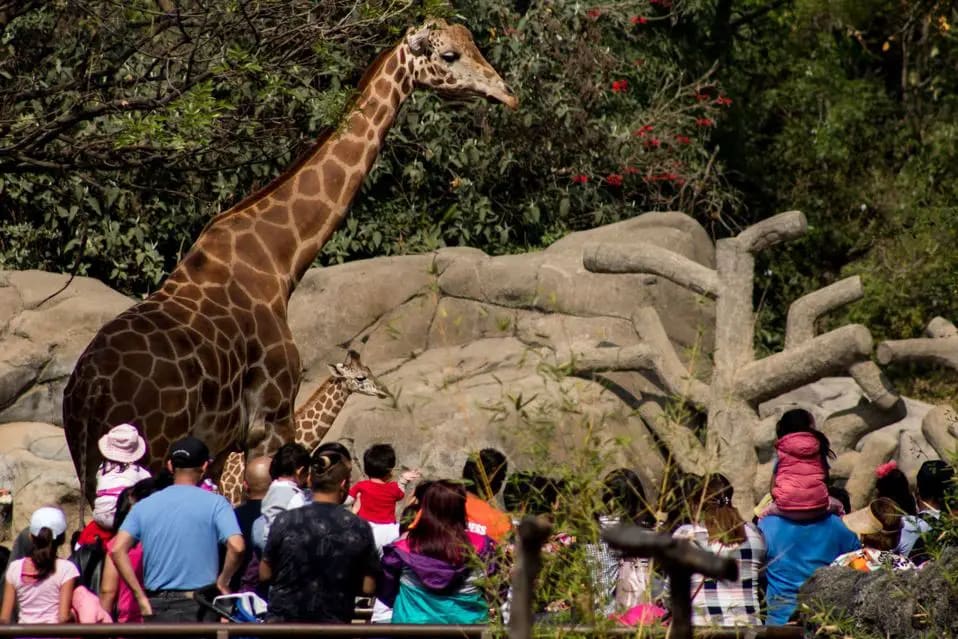 chapultepec zoo