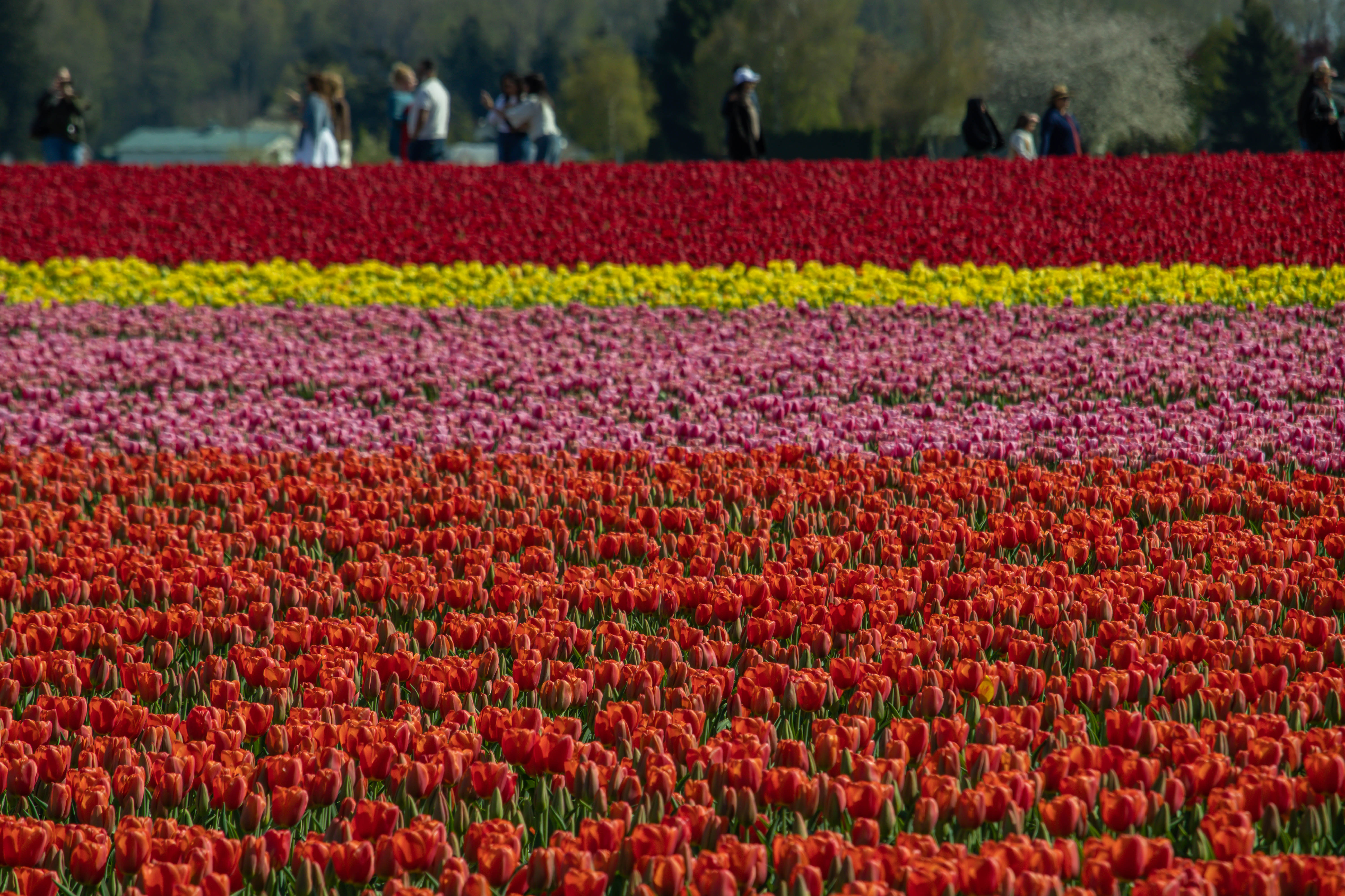 Skagit Valley collection cover