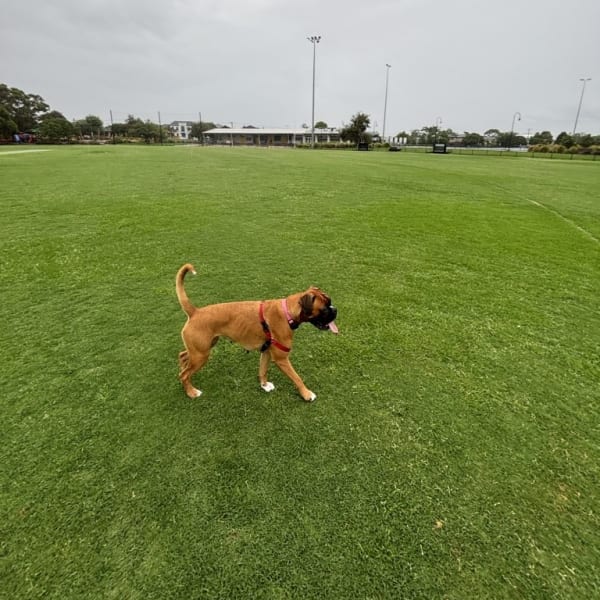 Winifred on a run