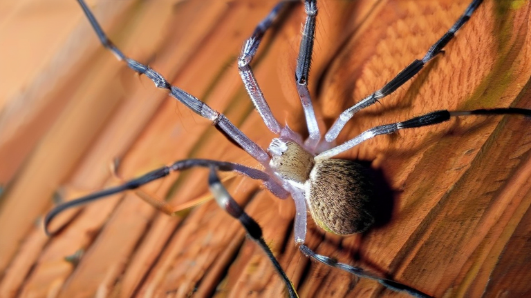 How to get rid of a hobo spider bite