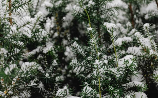 Cuma Günü Bulgaristan'ın Bazı Bölgelerinde Kar ve Soğuk, Kuzeydoğu Bölgeleri Buzlanma Riskiyle Karşı Karşıya