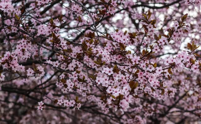 Bulgaristan'da Mart Ayı Hava Durumu: Eksi 7'den 26 Dereceye Kadar Sıcaklıklar ve Değişken Yağışlar Bekleniyor