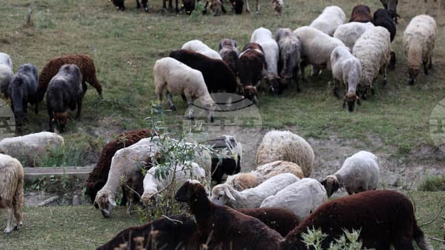 Bulgaristan'ın Köstendil Bölgesinde Koyun ve Keçi Çiçeği Alarmı