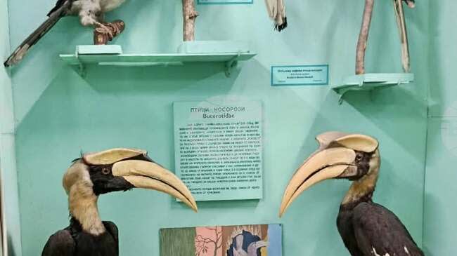 Bulgaristan'da Bulunan Fosiller Avrupa'nın İlk Boynuzgaga Kaydını Ortaya Çıkardı