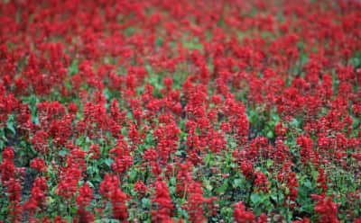 8 Mart Dünya Kadınlar Günü: Küresel Bir Dayanışma ve Eşitlik Mücadelesinin Hikayesi