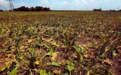 Avrupa Birliği'nden Kuraklıkla Mücadele Eden Bulgar Çiftçilere 7,4 Milyon Euro Acil Destek