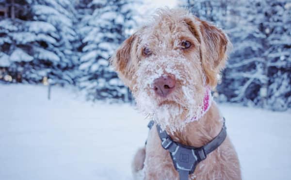 Bulgaristan Dondurucu Hafta Sonu ile Karşı Karşıya: Ülke Genelinde Kar, Buz ve Düşen Sıcaklıklar