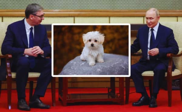 Şok Sırbistan-Rusya Testleri: Belgrad Protestolarının Ardından Köpekler Sesli Silahlara Maruz Kaldı