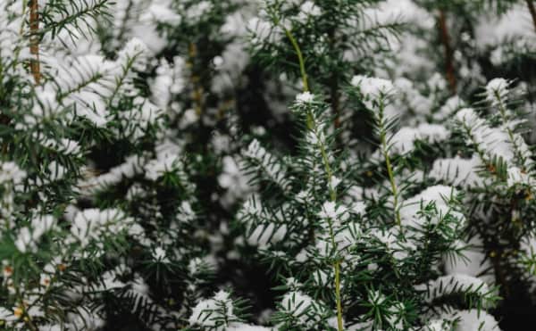 Cuma Günü Bulgaristan'ın Bazı Bölgelerinde Kar ve Soğuk, Kuzeydoğu Bölgeleri Buzlanma Riskiyle Karşı Karşıya