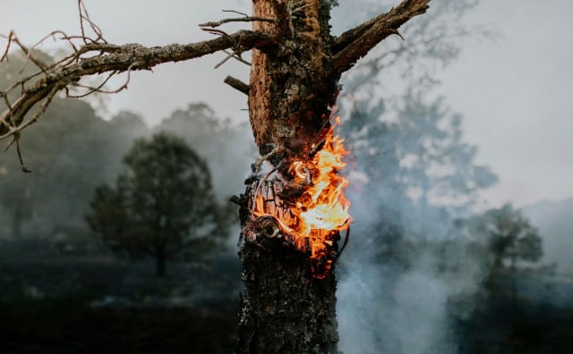 Bulgaristan 2024 Orman Yangınlarından En Çok Etkilenen AB Ülkeleri Arasında