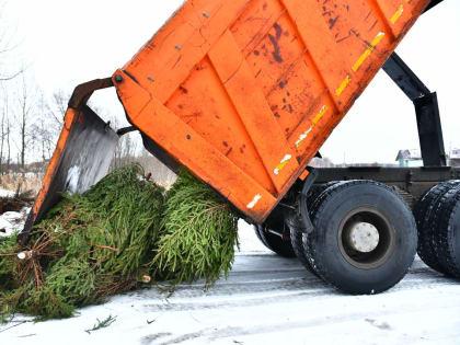 Ярославцы отдали в зоопарк более 150 новогодних елей