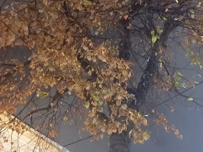 В центре Ярославля наступила осень