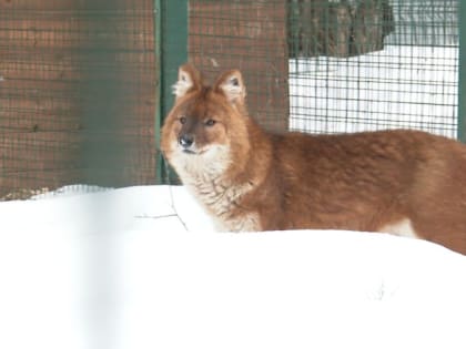 В Ярославле до 15 марта ввели карантин по бешенству. Случай заражения выявлен в Заволжском районе
