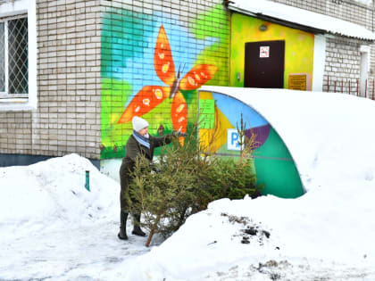 В Ярославле организовали пункты сбора ёлок для зоопарка