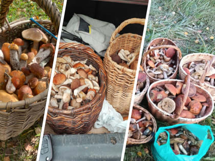 «Я просто в шоке! Их тысячи»: грибники назвали 15 самых богатых мест Ярославской области